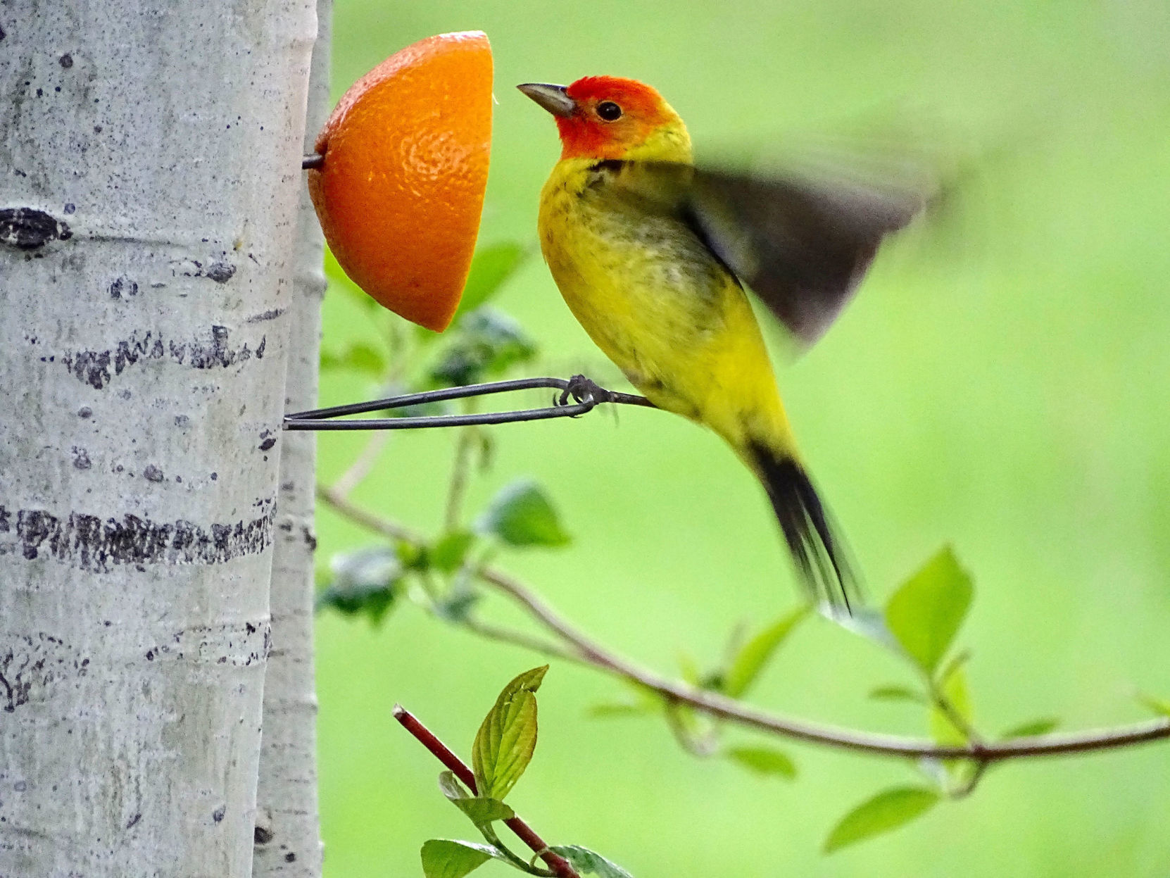 Western tanager